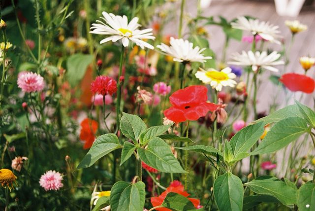 Blomster fotografert på analog film.